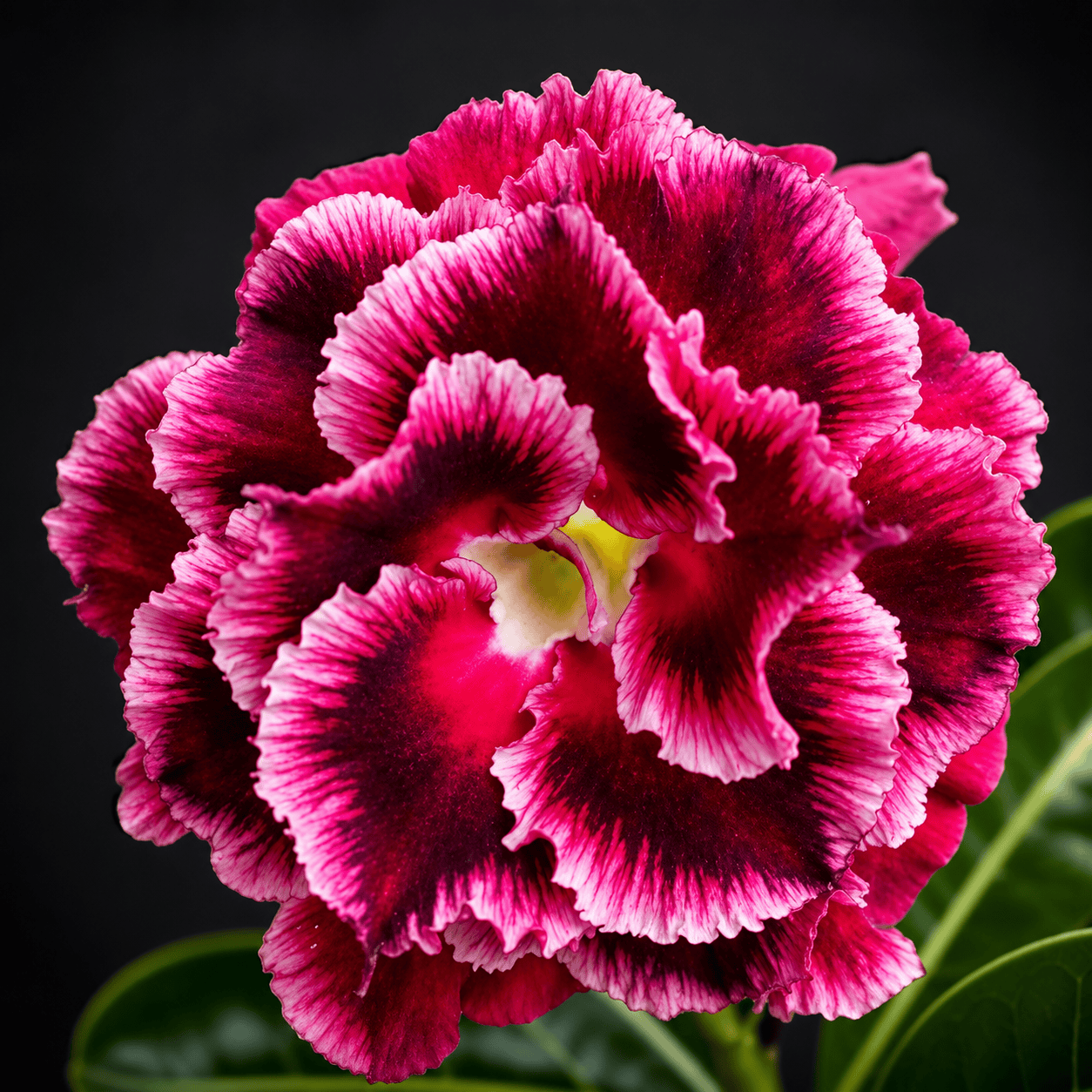 Adenium obesum 'Plavi Feniks'
