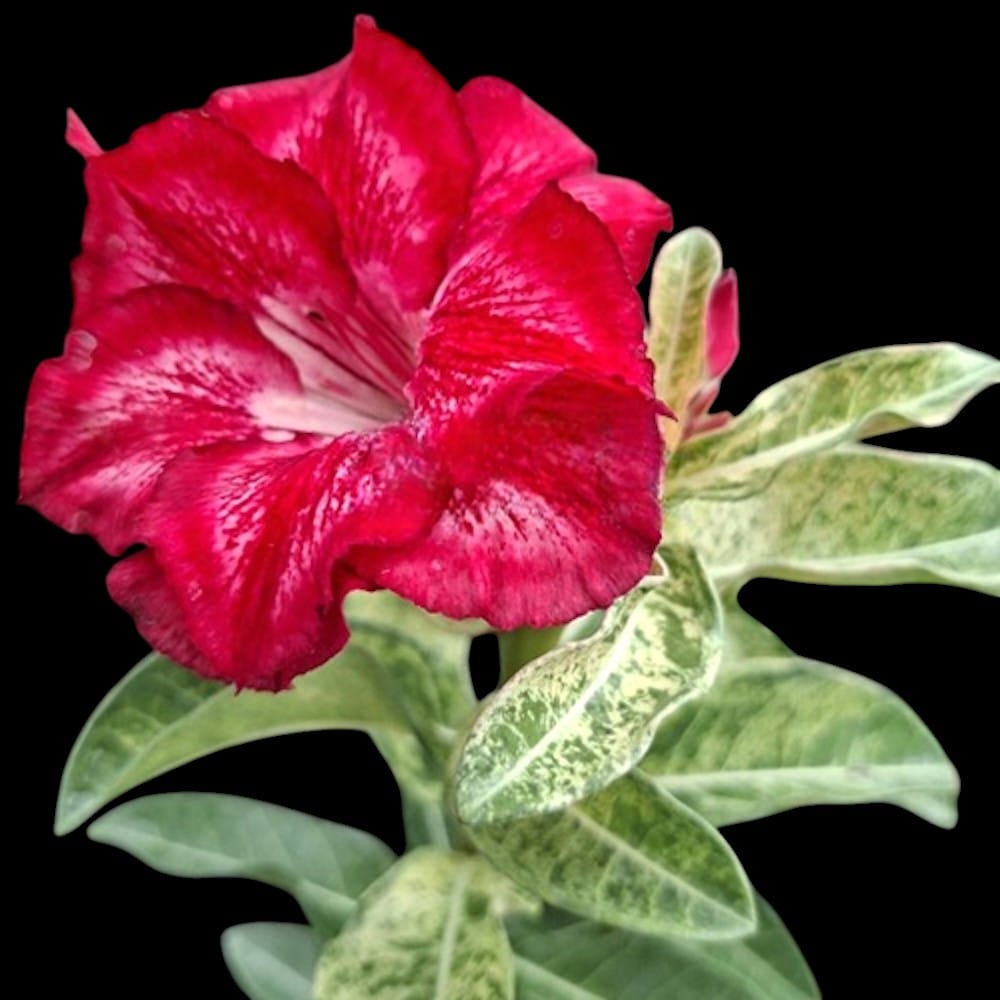 Adenium obesum 'Golden Bambi' (variegated)