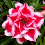 Adenium obesum 'Lotus'