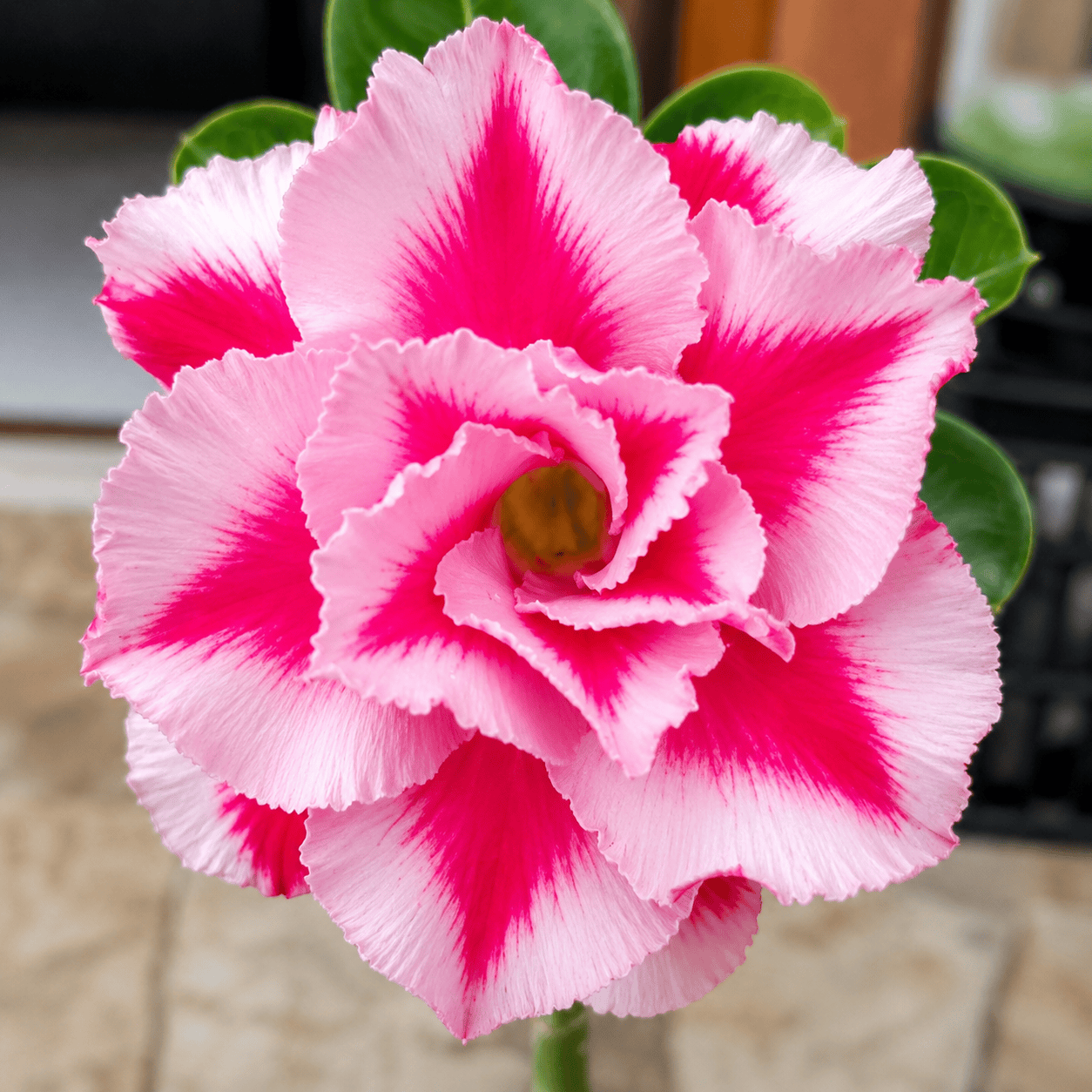 Adenium obesum 'Lotus'
