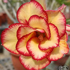 Adenium obesum 'Mirror'