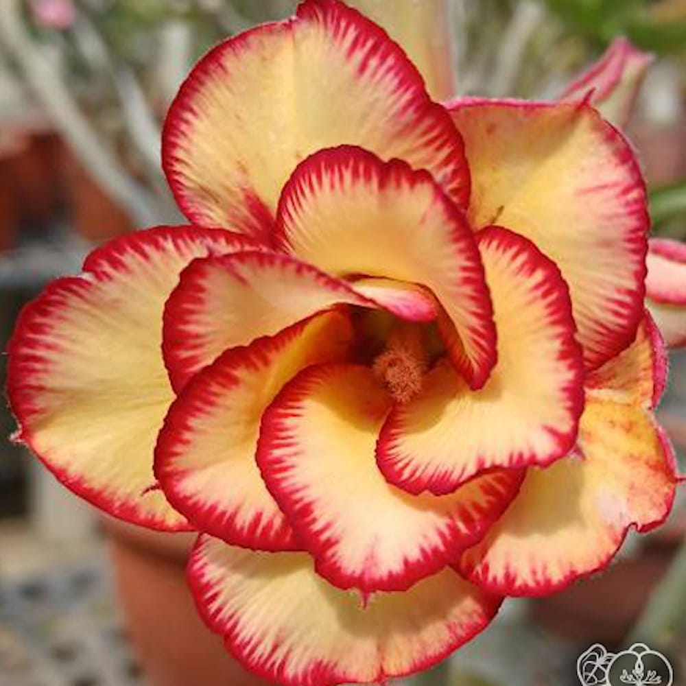 Adenium obesum 'Mirror'