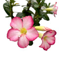 Adenium obesum 'Pink Star' (desert rose) D12