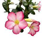 Adenium obesum 'Pink Star' (desert rose) D12