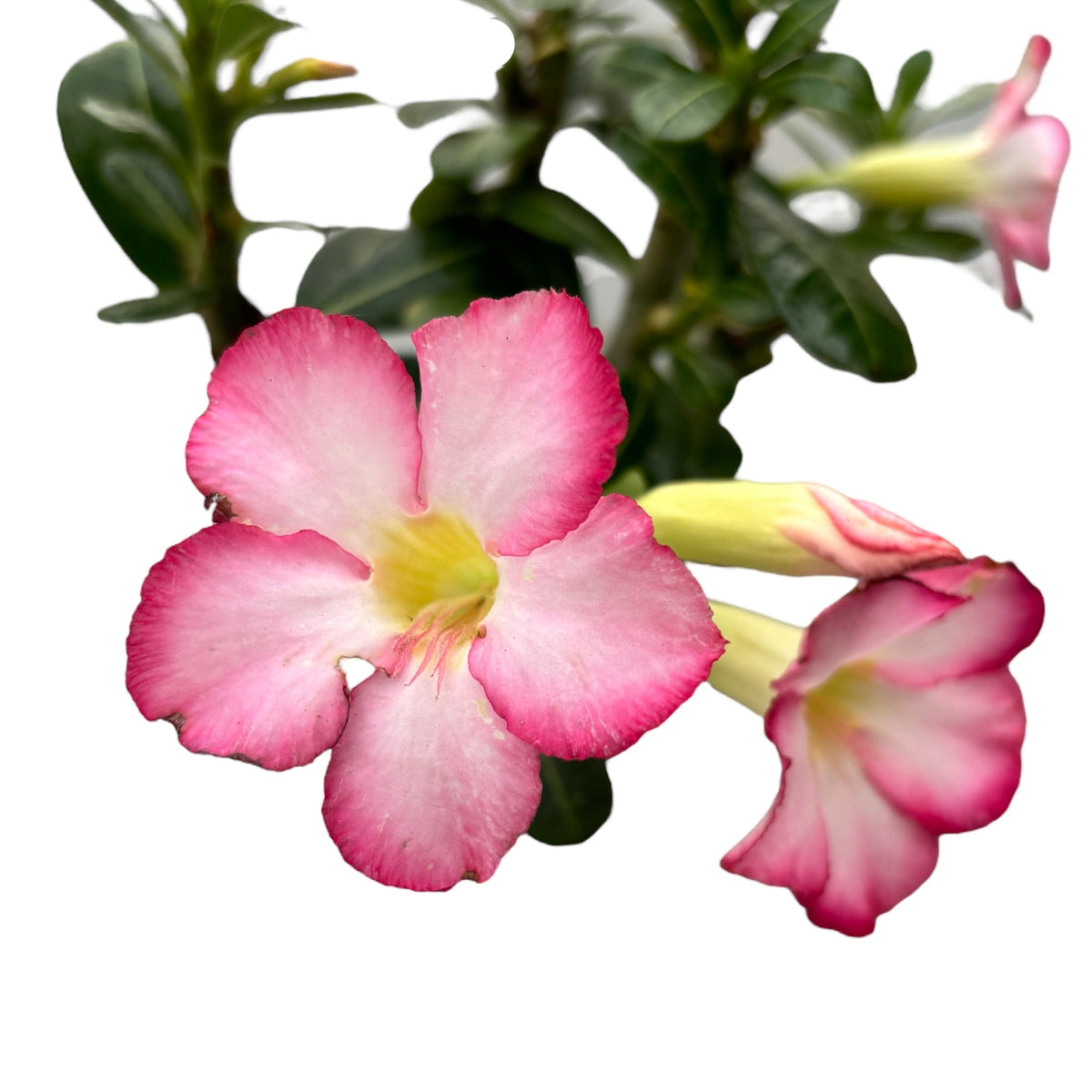 Adenium obesum 'Pink Star' (trandafirul desertului) – Secret Garden ...