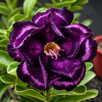 Adenium obesum 'Purple Halo'