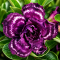 Adenium obesum 'Purple Halo'