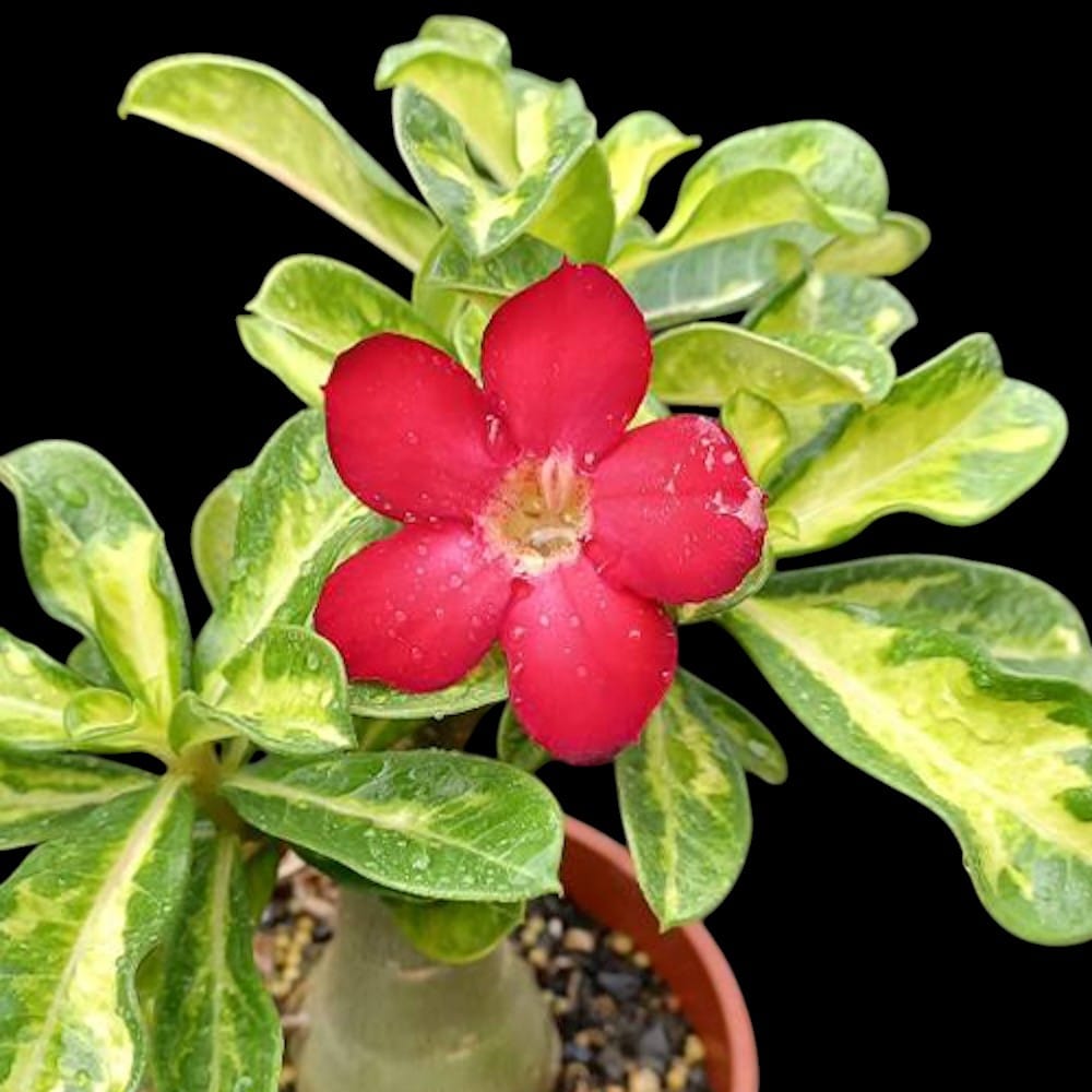 Adenium obesum 'Red' (variegated)