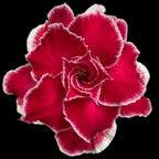 Adenium obesum 'Sakura'