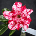 Adenium Obesum 'Smoke'