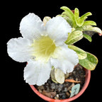 Adenium obesum 'Snow White' (variegated)