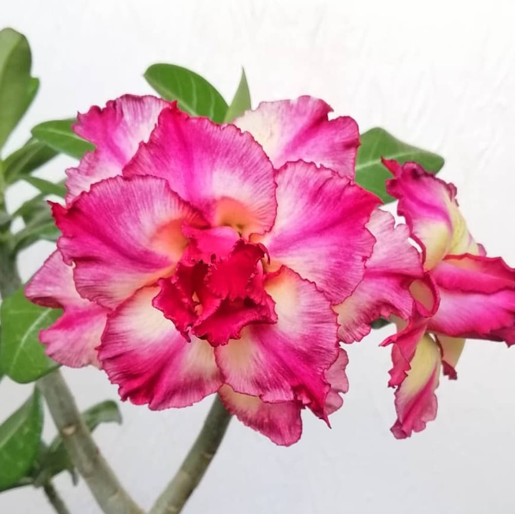 Adenium obesum 'Waltz'