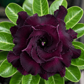 Adenium obesum 'Black Knight'
