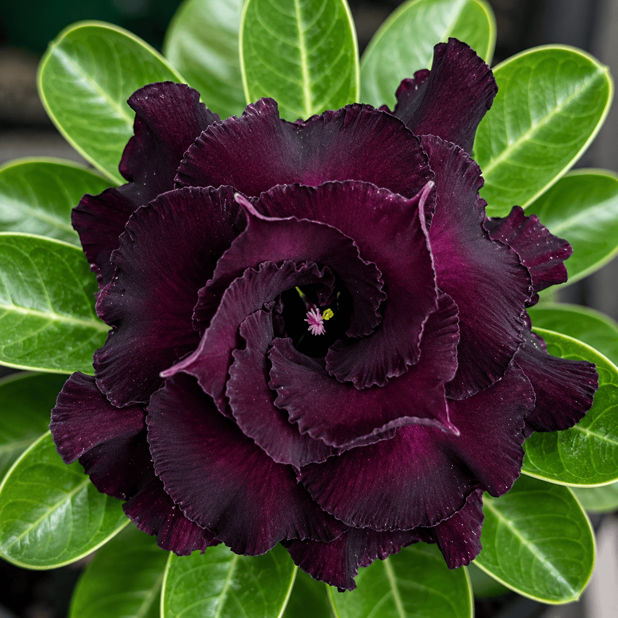 Adenium obesum 'Black Knight'
