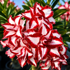 Adenium obesum 'Ferrari'
