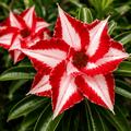 Adenium obesum 'Ferrari'