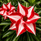 Adenium obesum 'Ferrari'