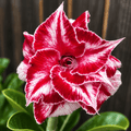 Adenium obesum 'Tang'