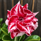 Adenium obesum 'Tang'