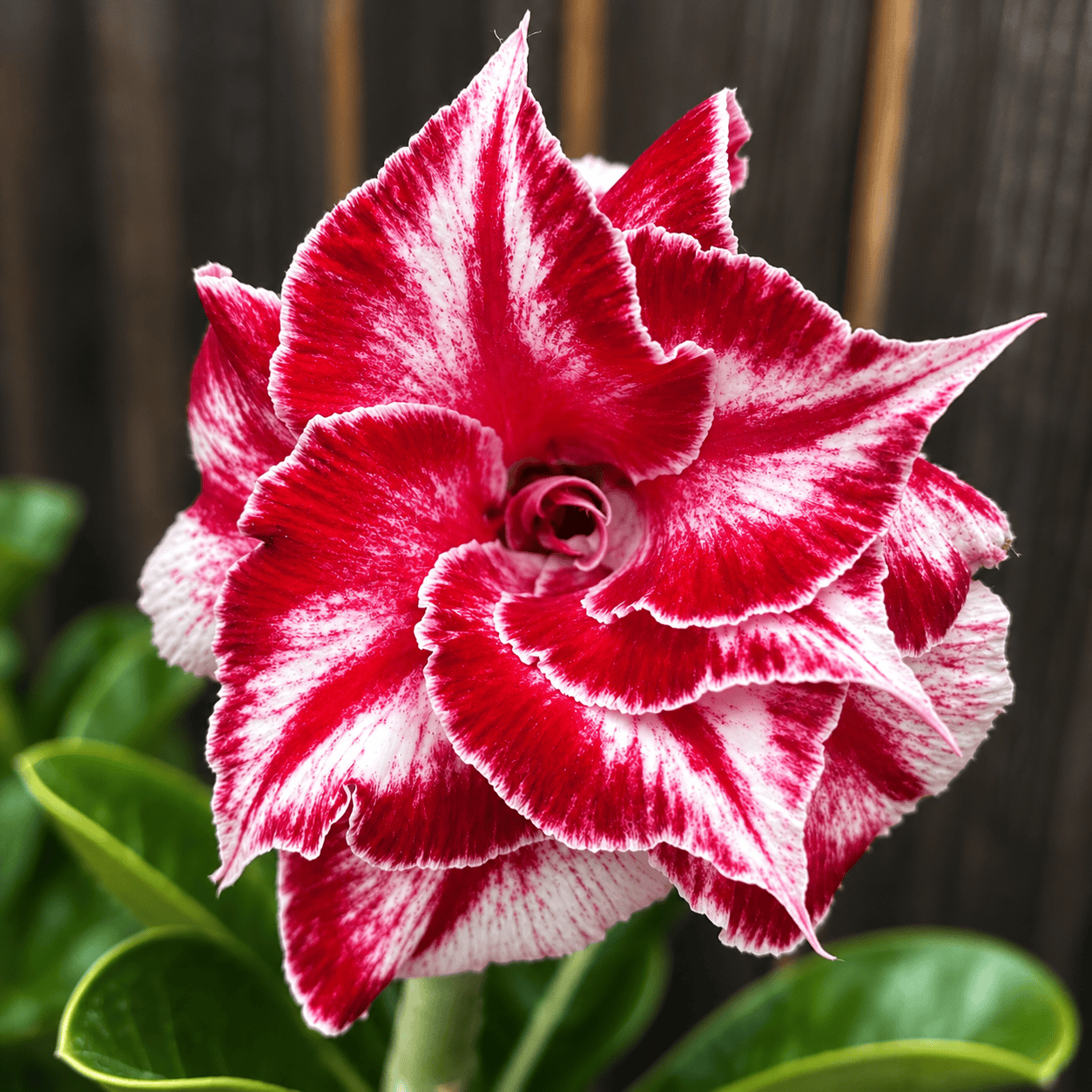 Adenium obesum 'Tang'