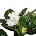 Adenium obesum 'White Star'