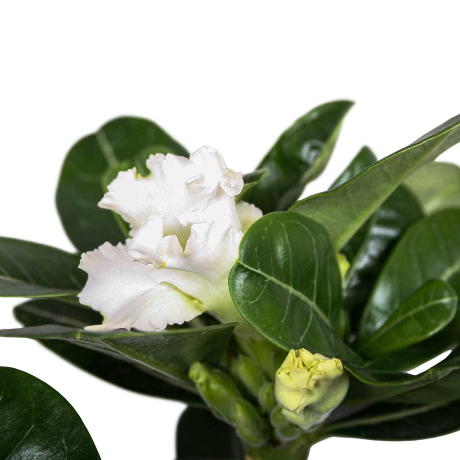 Adenium obesum 'White Star'