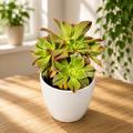 Aeonium leucoblepharum ‚Red Stripe‘