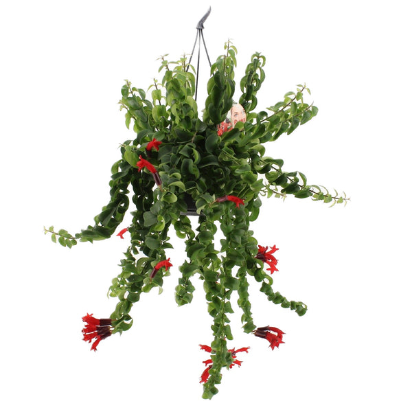 Aeschynanthus Twister (Lippenstiftpflanze, Lippenstiftpflanze) – XL-Exemplare