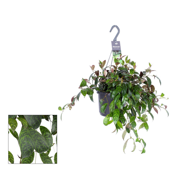 Aeschynanthus marmoratus (Lippenstiftblume, Lippenstiftpflanze) – XXL-Exemplare