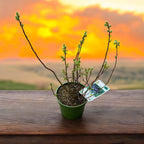 Plodná čučoriedka v kvetináči - Vaccinium corymbosum 'Berkeley' D19