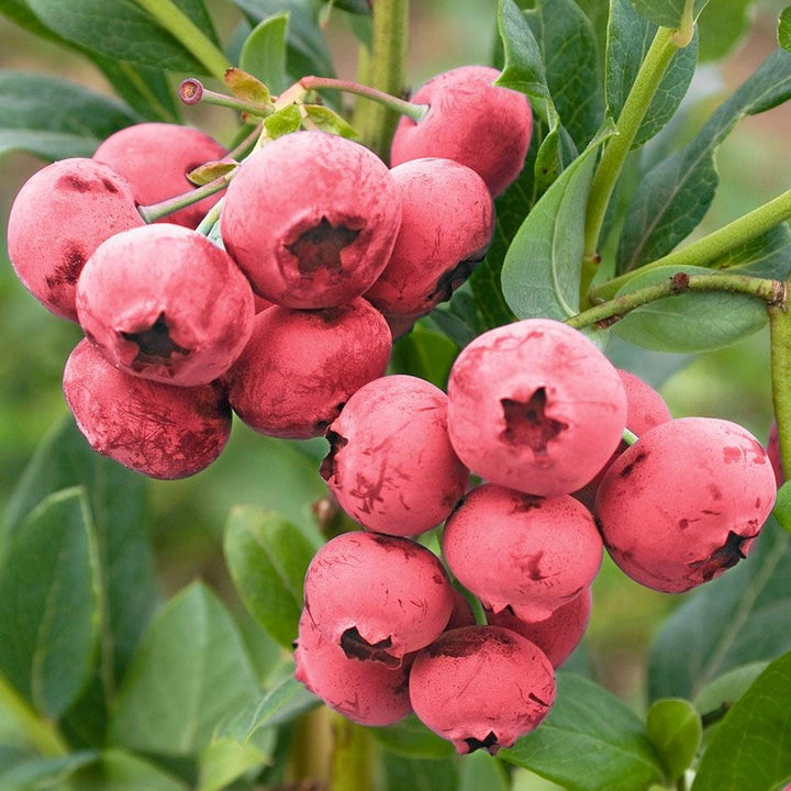 Afin Vaccinium 'Pink Lemonade' ('Pink Marmalade')