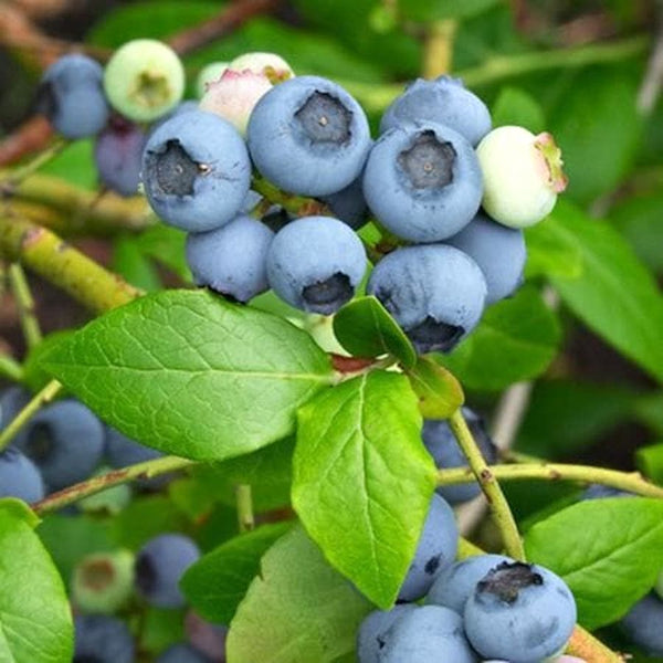 Vaccinium corymbosum 'Northland' (Highbush Blueberry)