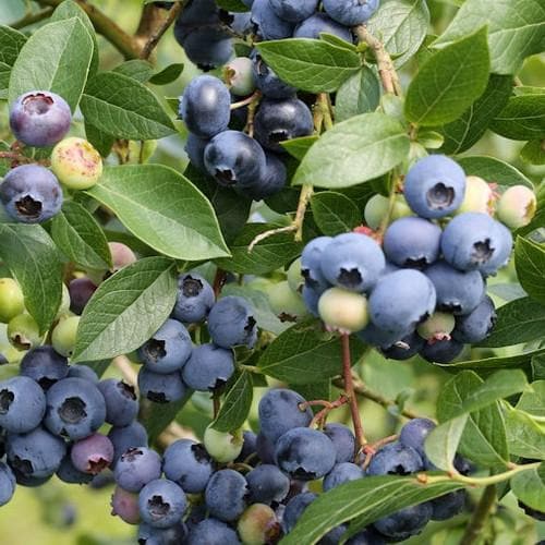 Vaccinium corymbosum 'Northland' (Highbush Blueberry)