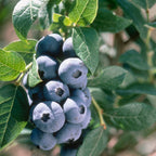 Vaccinium corymbosum 'Elliott'