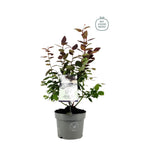 Vaccinium corymbosum 'Blue Suede'