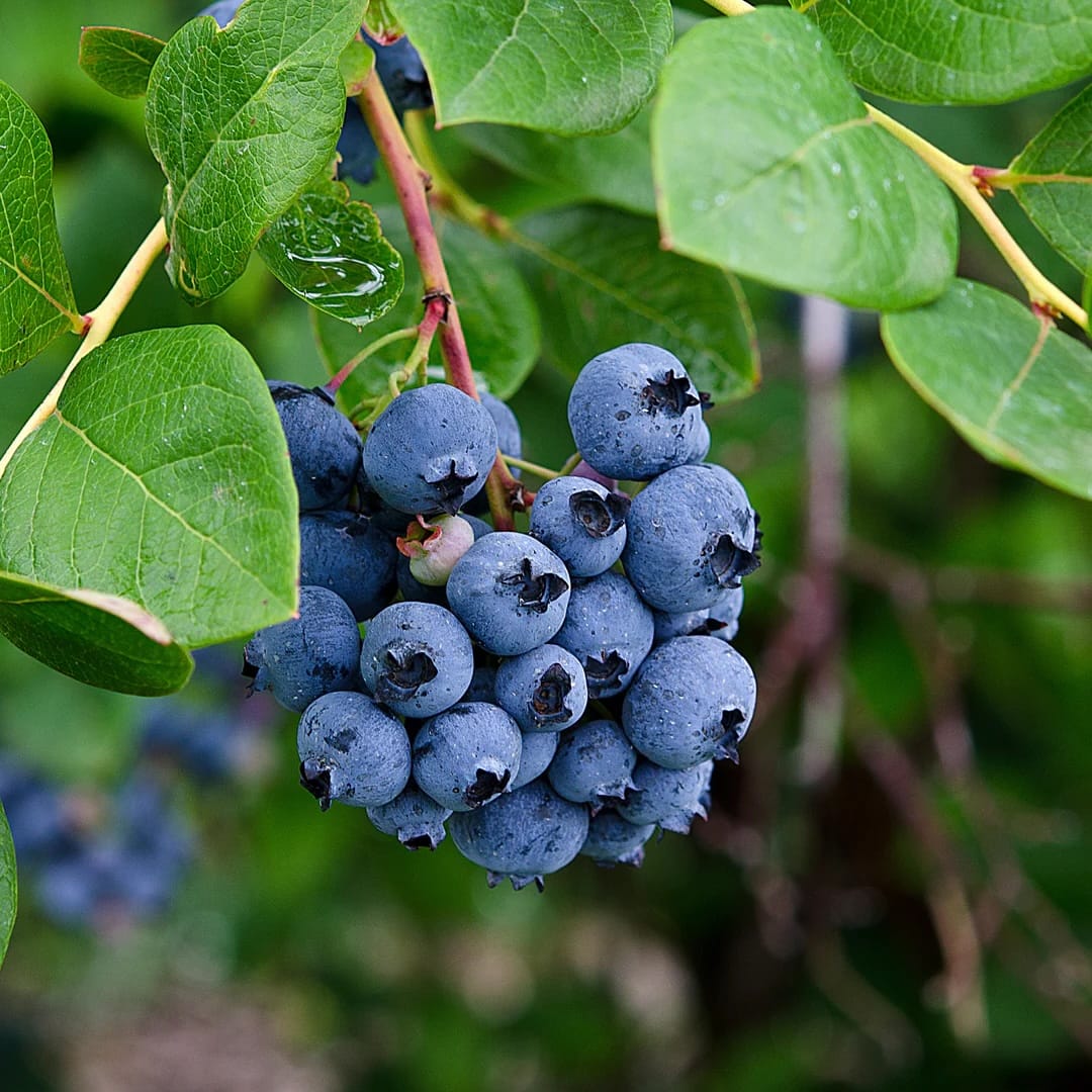 Afin pitic si productiv - Vaccinium corymbosum 'Top Hat'