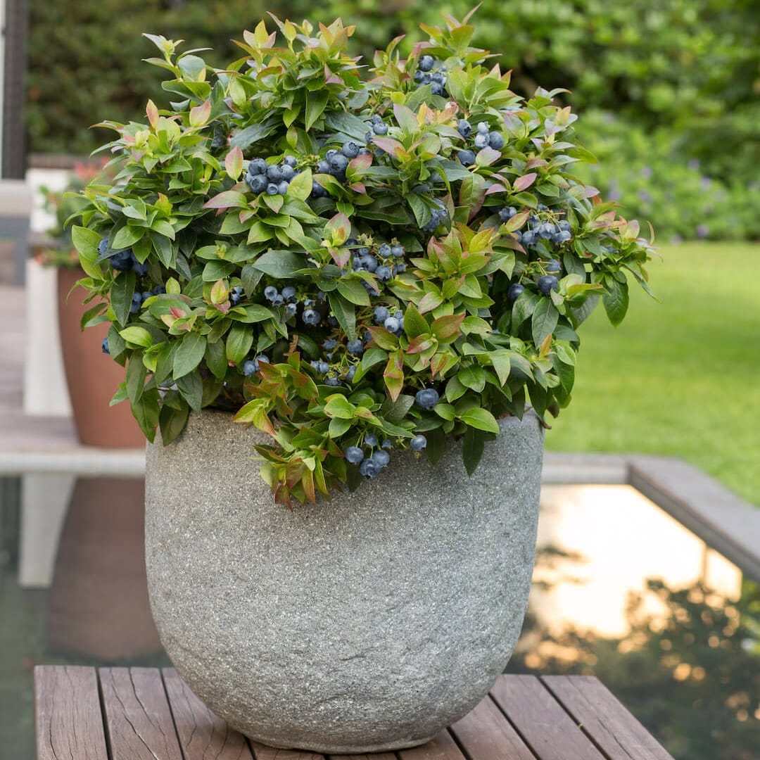 Afin pitic si productiv - Vaccinium corymbosum 'Top Hat'