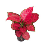 Aglaonema 'Red Joy'