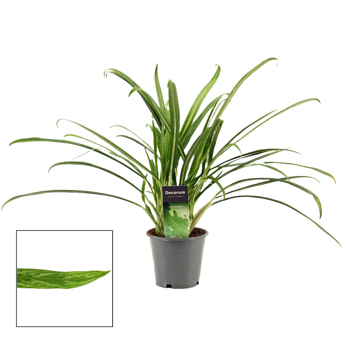 Aglaonema commutatum 'Bit Kisses'