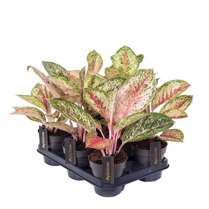 Aglaonema 'Celebration'