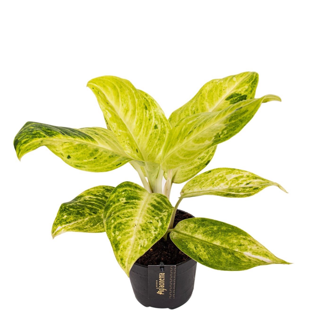 Aglaonema 'Citronelle'