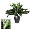 Aglaonema 'Diamond Bay' - exemplare XL (3 plante/ghiveci)