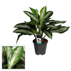 Aglaonema 'Diamond Bay' - exemplare XL (3 plante/ghiveci)