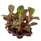 Aglaonema 'Lychee Red'