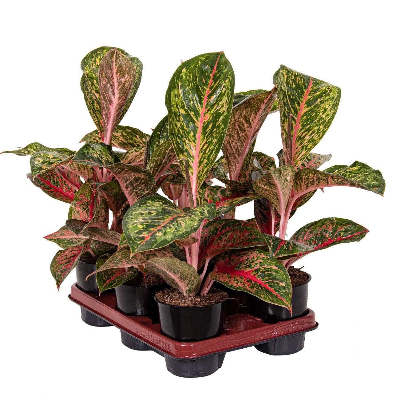 Aglaonema 'Lychee Red'