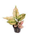Aglaonema 'Rosy'