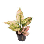 Aglaonema 'Rosy'