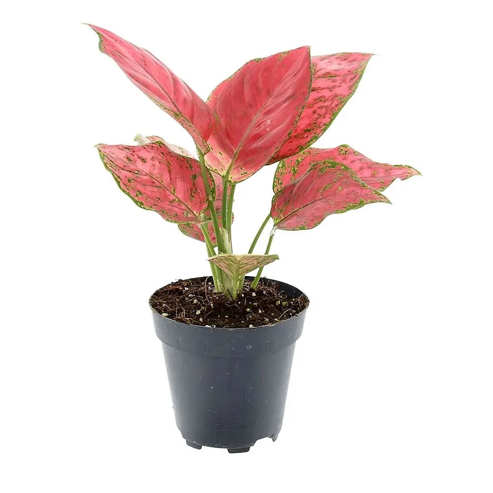 Flora Ria Red Roz Aglaonema 'Red Joy' – Floraria Secret Garden (SG)