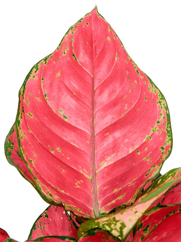 Aglaonema 'Red Joy'