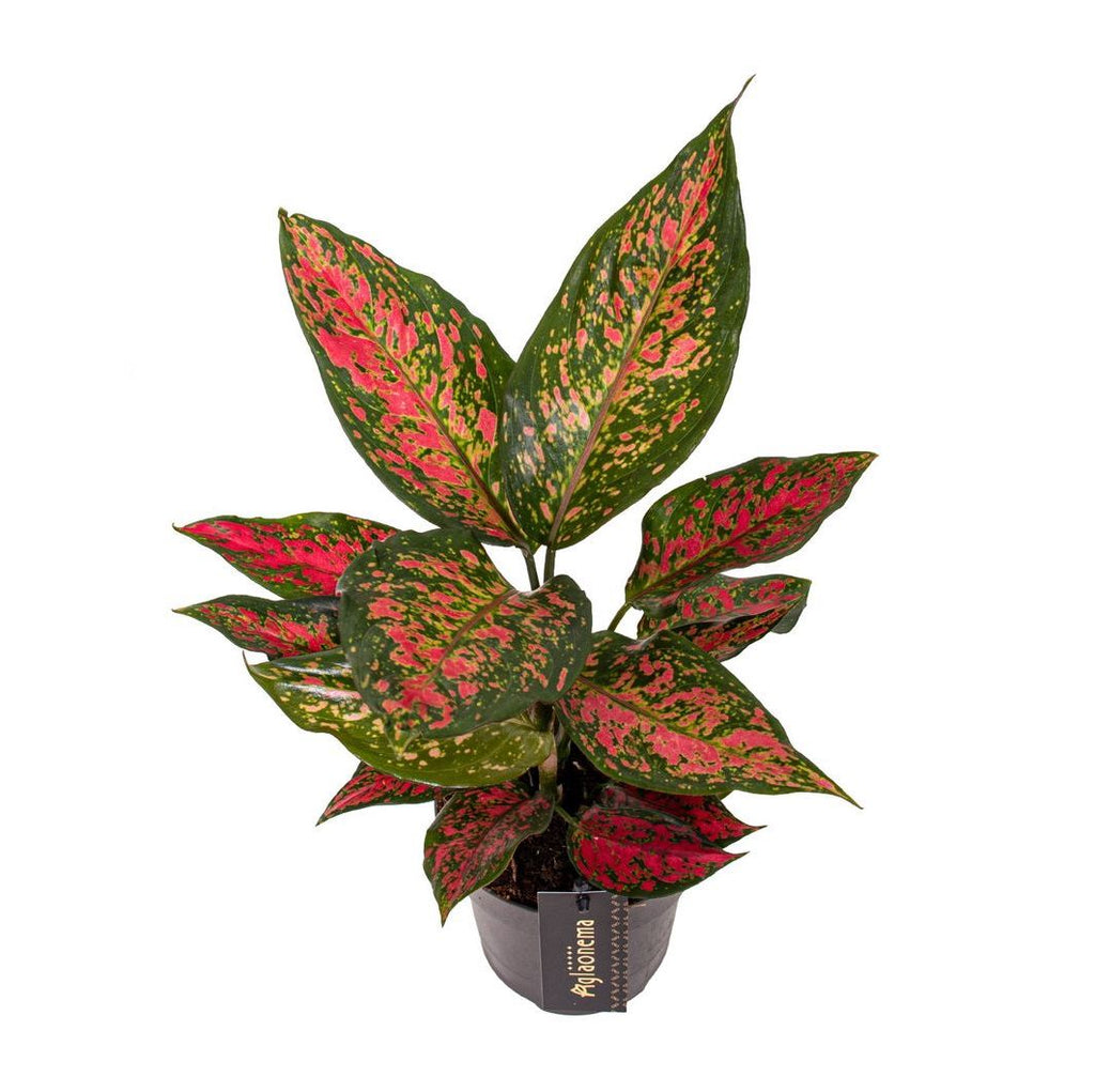 Αγλαόνεμα 'Strawberry Baby'